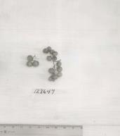Click for 1 image(s) for this accession. FRUIT